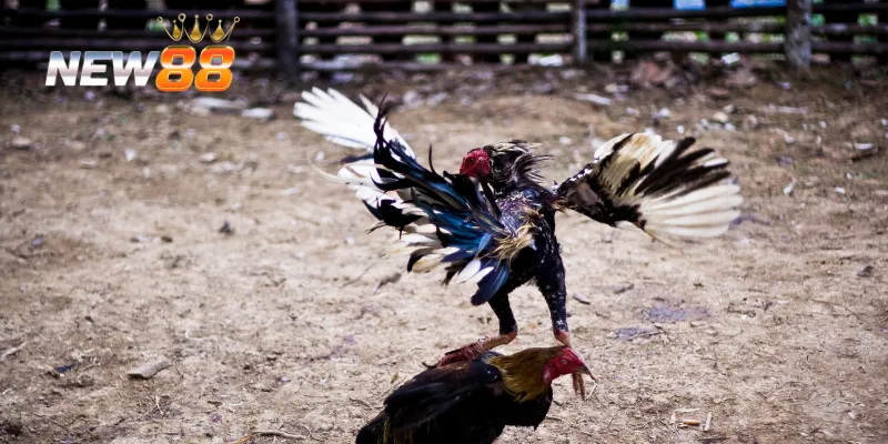 Chiến thuật chơi đá gà Peru hiệu quả