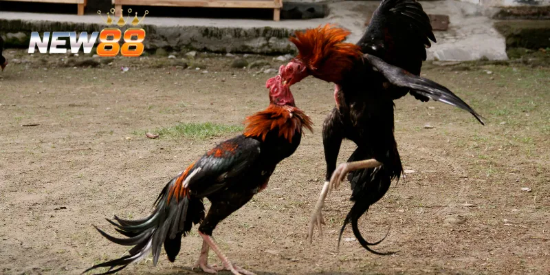 Chiến thuật mà tổng hợp đá gà campuchia mới nhất nêu ra