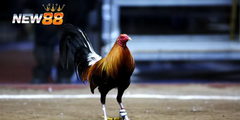 Điểm nỗi bật của tổng hợp đá gà campuchia mới nhất