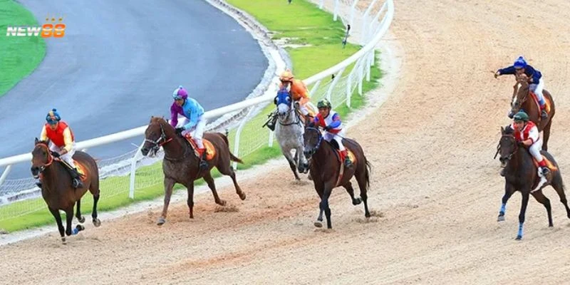 Bí quyết phân tích cuộc đua nhằm tăng hiệu quả cược