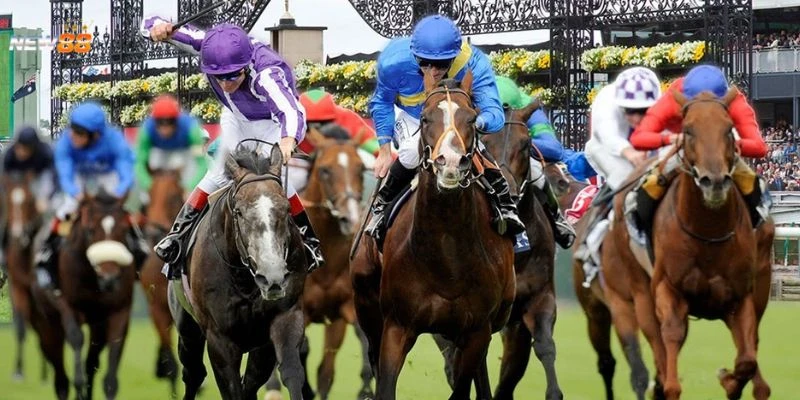 Cách cược đua ngựa dài hạn từ chuyên gia