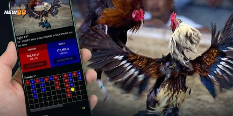 Tìm hiểu cơ bản về đá gà cựa sắt