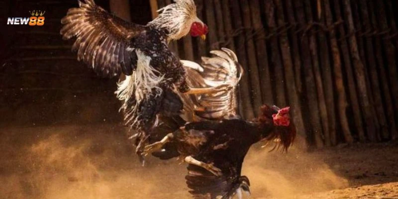 Cách chọn chiến kê chất lượng