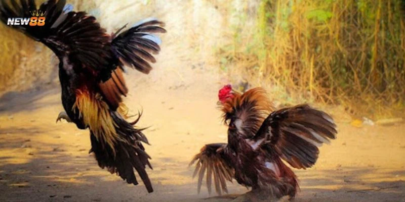 Mẹo chơi đá gà cựa sắt từ chuyên gia