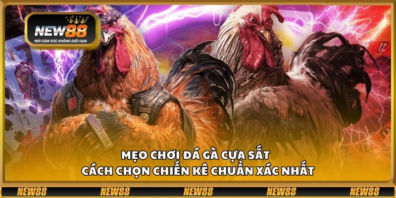 Mẹo chơi đá gà cựa sắt - Cách chọn chiến kê chuẩn xác nhất